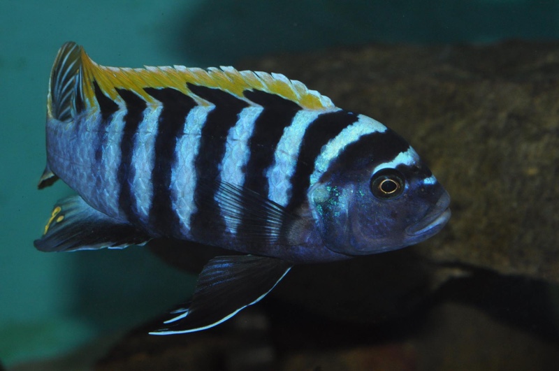 Cynotilapia zebroides 'Likoma Island'